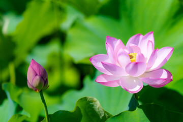 Obraz premium 不忍池の蓮の花