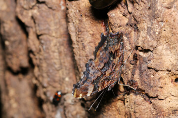Beautiful Blue Admiral (Ruritateha, ) butterfly, voraciously sucking Sawtooth Oak sap in a line (Wildlife closeup macro photograph) 