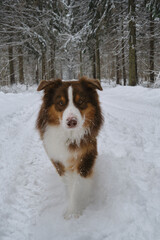Beautiful dog with serious face in winter coniferous forest on snowy empty road goes forward. Brown Australian Shepherd in park. Wide-angle front view. Aussie red tricolor. Fluffy cute shepherd dog.