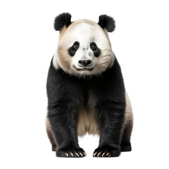 Fototapeta premium panda isolated on transpatent background