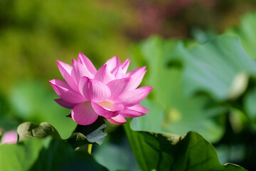 不忍池の一輪の蓮の花