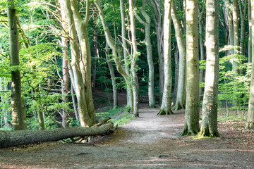 Beech forest in the light of the setting sun with a path in the foreground. Wolin National Park near Turquoise Lake.