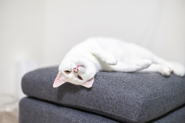 Fototapeta premium オットマンで仰向けになる白猫