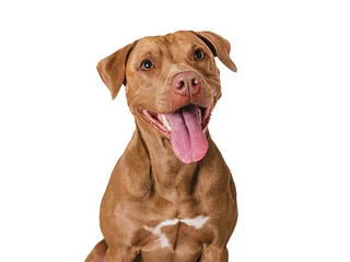 Poster Cute brown dog that smiles. Isolated background. Close-up, indoors. Studio photo. Day light. Concept of care, education, obedience training and raising pets © Svetlana