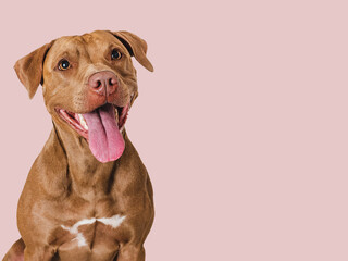 Cute brown dog that smiles. Isolated background. Close-up, indoors. Studio photo. Day light....