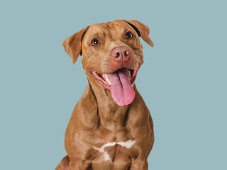 Cute brown dog that smiles. Isolated background. Close-up, indoors. Studio photo. Day light. Concept of care, education, obedience training and raising pets