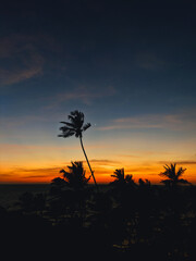 palm tree sunset
