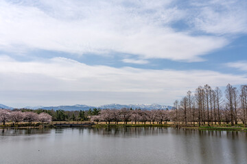 桜が美しい春の富山県中央植物園