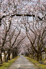 Fototapeta na wymiar 桜が美しい春の富山県中央植物園