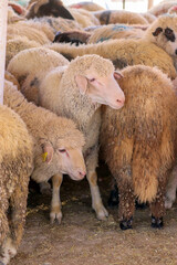 Naklejka na ściany i meble An Arab sheep standing in a sheepfold (Qurban in Eid al-Adha mubarak) Amman, Jordan - sheep, goats, lambs pens in Muslim and Arab countries