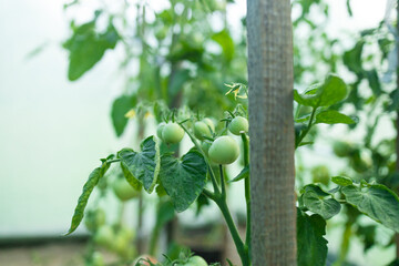 Fototapeta premium Close up shot of organic tomatoes growing on a stem. Local produce farm. Copy space for text, background.