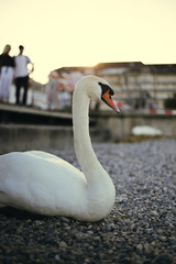 cisne al atardecer 