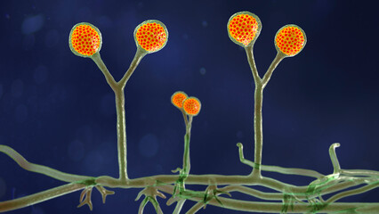 Rhizomucor fungi, 3D illustration. Filamentous fungi commonly found in soil, the causative agent of mucormycosis in humans © Dr_Microbe