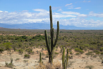 Cactus Tatacoa desert Colombia