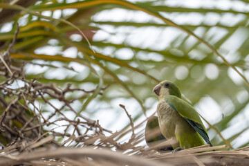 Argentine parrots birds in Barcelona city parks 