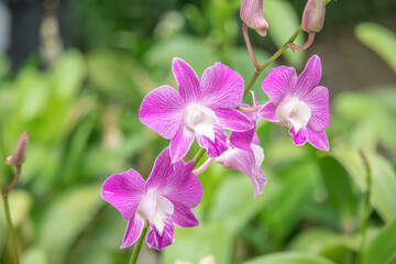 Purple or Dark pink orchid flowers (Dendrobium) blooming in the garden on green leaf background.