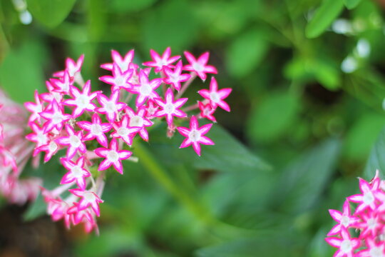 Image of beautiful pink pentas flowers in bloom in a garden