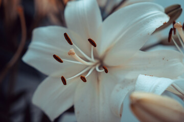 white lily bud