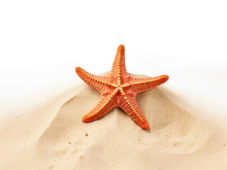 Fototapeta na wymiar Isolated Starfish on White Background