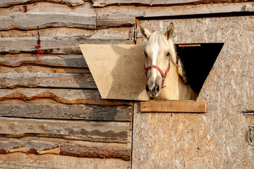 portrait of a nightingale horse looking out of a stall window