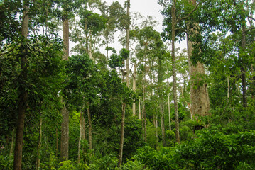 Rainforest in the Rainforest Discovery Center in Sepilok, Borneo, Malaysia