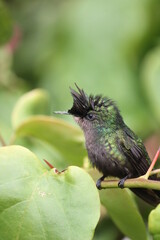 Hummingbird blue emerald  on branch Wildlife scene from nature. Birdwatching in Antigua and DominicaAntigua and Dominica