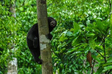 A sun bear climbing a tree in a rainforest in Bornean Sun Bear Conservation Centre in Sabah, Borneo, Malaysia