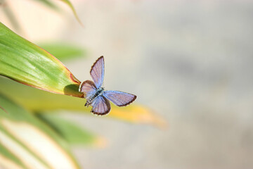 Butterfly on a flower