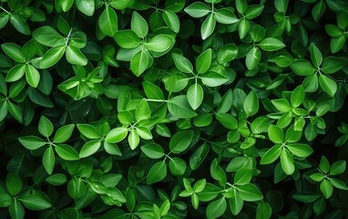 Close-up of a bunch of green leaves on a bush.