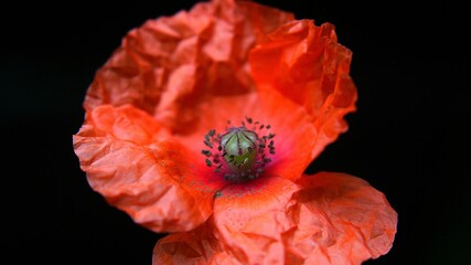 Mohn