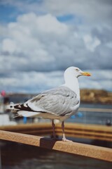 Majestic Coastal Encounter Seagull Perched by the Sea