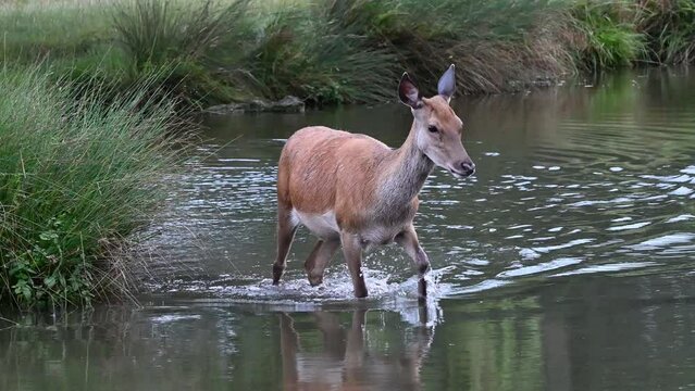 Deer gingerly crossing over the water