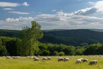 Landscape with white sheep in White Carpathians, Czech Republic
