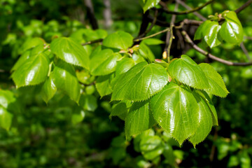 young tree fresh green foliage in the park