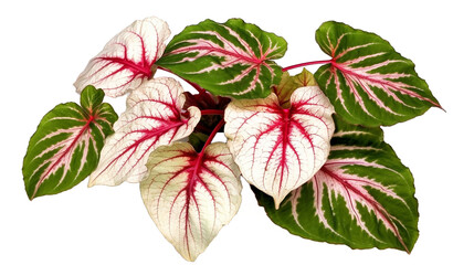  Red with green veins Caladium fancy leaved tropical foliage plant leaves popular houseplant isolated on transparent background, generative ai