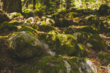 Beautiful Bright Green moss grown up cover the rough stones and on the floor in the forest. Shallow depth of fields.