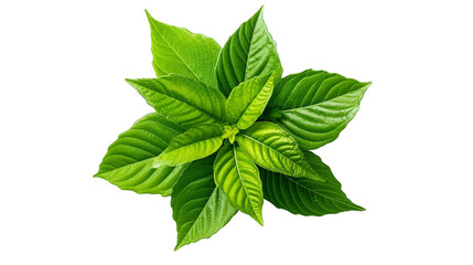  Fresh green leaves of Thai lemon basil or hoary basil tropical herb plant isolated on transparent background, generative ai

