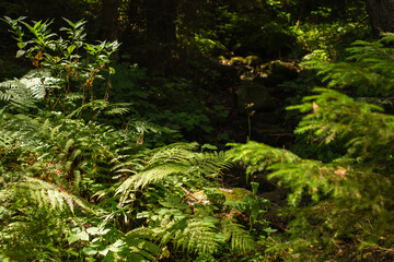 Overgrown green fern leaves deep in the woods on a sunny summer day. The fresh foliage natural backdrop. Fronds foliage, plants growing in dark shady forest. Shallow depth of fields.