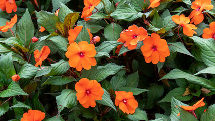 Closeup orange new guinea impatiens flowers in the garden with green leaf background.