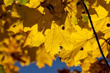 Maple foliage that has changed color in autumn