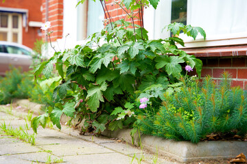 Green wall garden. Facade garden for urban greening. Geveltuin. Green facade on a red brick wall. Climate adaptation.