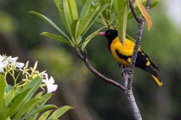 A black hooded Oriole in on the island Sri Lanka