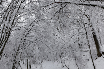 snow-covered bare deciduous trees in winter