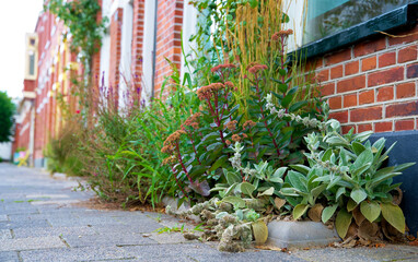 Green wall garden. Facade garden for urban greening. Geveltuin. Green facade on a red brick wall. Climate adaptation.