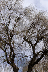 bare willow trees in the spring season in the park