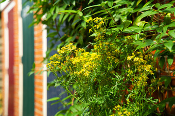 Green wall garden. Facade garden for urban greening. Geveltuin. Green facade on a red brick wall. Climate adaptation.