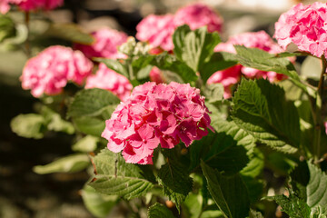 Pink hydrangeas bloom close-up in the garden with selective focus. natural flower background