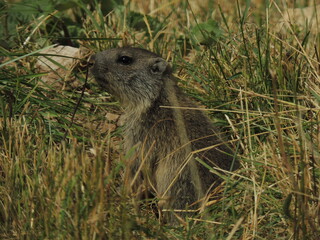 Marmotte qui guette