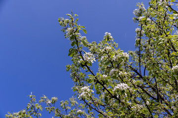 blooming berry cherry in the spring season