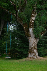 Obraz premium swing on a green meadow hanging in big old ash tree branch